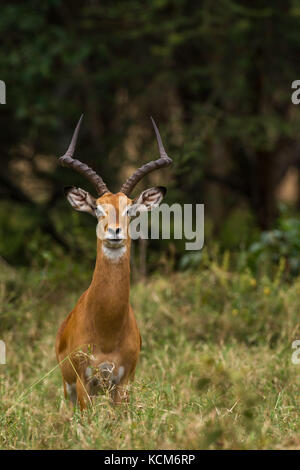 Homme Impala (Aepyceros melampus) debout dans l'herbe, le Parc National de Nairobi, Kenya Banque D'Images