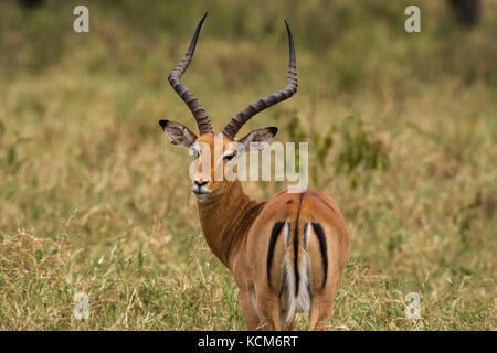 Homme Impala (Aepyceros melampus) debout dans l'herbe, le Parc National de Nairobi, Kenya Banque D'Images