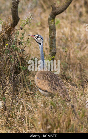 Outarde à ventre blanc mâle (Eupodotis senegalensis), le Parc National de Nairobi, Kenya Banque D'Images