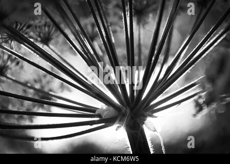 Panais de vache, monument national de Muir Woods, Californie Banque D'Images