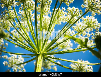 Panais de vache, monument national de Muir Woods Banque D'Images