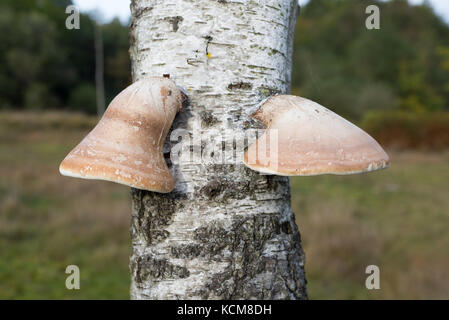 Support Bouleau (Piptoporus betulinus) champignons poussant sur le tronc d'un bouleau argenté ressemble à une paire d'oreilles, New Forest, Hampshire, Royaume-Uni Banque D'Images