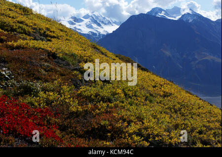 La toundra alpine hillside withdwarf willow et la busserole feuilles en couleurs d'automne avec des montagnes au-dessus de la vallée de la rivière Slim, Sheep Creek trail inShe Banque D'Images