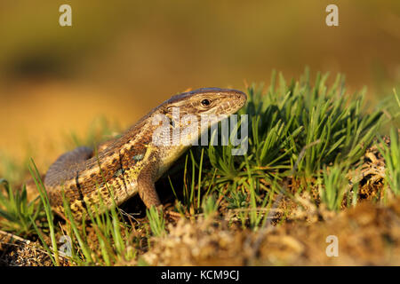 Les tailes (lézard Psammodromus algirus) Banque D'Images