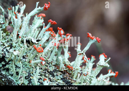 Lichen, Cladonia sp. Banque D'Images