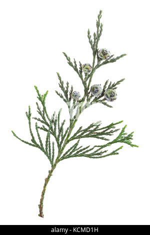 Thuja brindille avec des fruits sur un fond blanc.green thuja twig withunripe les fruits. Banque D'Images