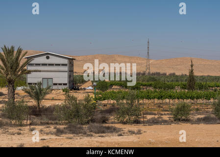 Vneyards dans le désert du Néguev, Israël Banque D'Images