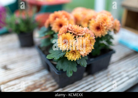 Chrysanthème nain jaune et orange fleurs en croissance sur socle en bois dans un style anglais traditionnel de rempotage ou green house Banque D'Images