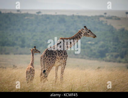 Un adulte deux jeunes veaux babysits girafe dans la savane, Masai Mara, Kenya Banque D'Images