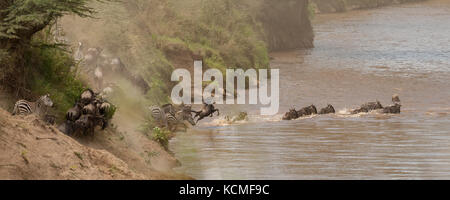 Des zèbres et des gnous traverser le Nil au cours de la migration des gnous, Masai Mara, Kenya Banque D'Images