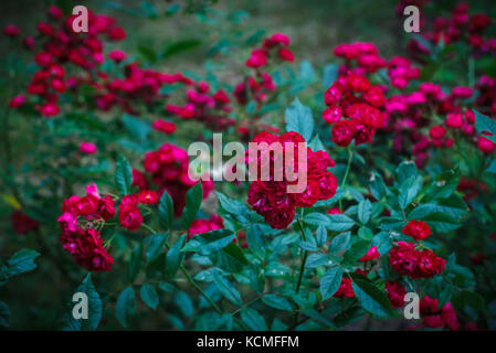 Arbuste de la belle polyantha rosa rouge Banque D'Images