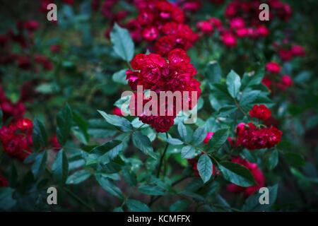 Arbuste de la belle polyantha rosa rouge Banque D'Images