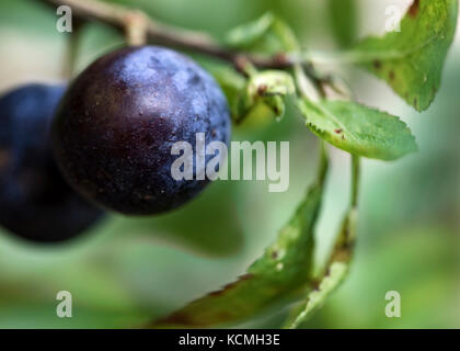 Prunelle, baies d'automne mûrs et prêts pour la cueillette. Un ingrédient principal de sloe gin. Banque D'Images