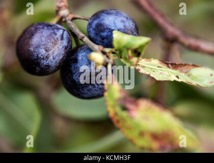 Un trio de l'automne, baies sloe mûrs et prêts pour la cueillette. Un ingrédient principal de sloe gin. Banque D'Images