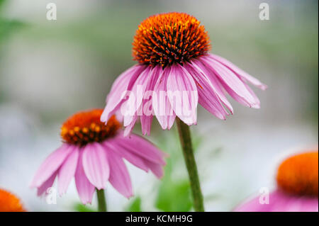L'échinacée, le cône de fleurs, en fleurs, dans un jardin. Banque D'Images