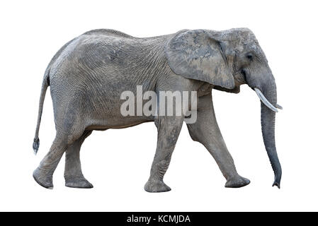 Marche gris éléphant africain isolé sur fond blanc Banque D'Images