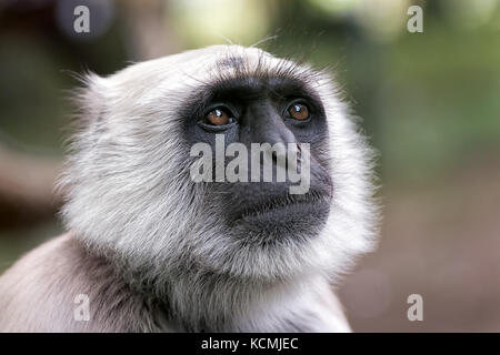 Fermer la vue d'un plaines du nord animaux singe semnopithèque entelle gris primat Banque D'Images