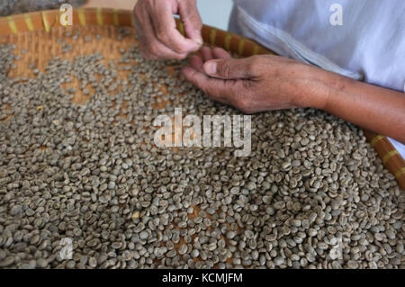 Les grains de café concept thai , fond texture , grain de café torréfié pour la lumière, moyen, rôties rôti foncé café biologique , les travailleurs , le choix de la Banque D'Images