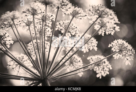 Panais de vache, monument national de Muir Woods, Californie Banque D'Images