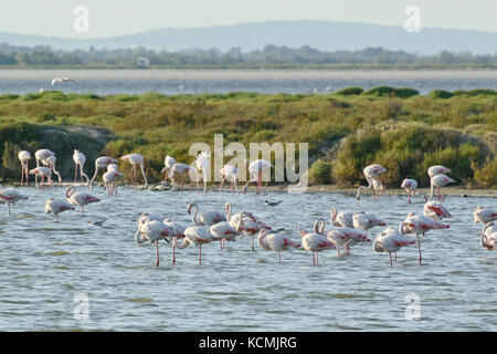 Flamant rose (Phoenicopterus roseus), camargue, france Banque D'Images