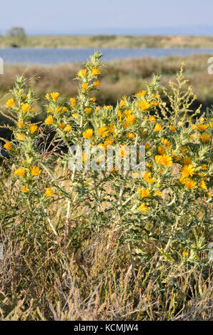 Chardon doré commun (scolymus hispanicus), camargue, france Banque D'Images