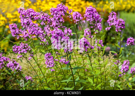 Violet Phlox paniculata ' Jeane ' Banque D'Images