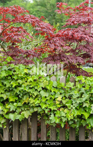 L'érable japonais (Acer palmatum) et de lierre (Hedera helix) Banque D'Images