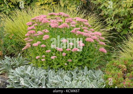 Orpine (Sedum telephium syn. hylotelephium telephium) et les oreilles d'agneau (stachys byzantina) Banque D'Images