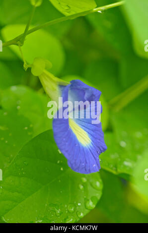 Pois Pois papillon bleu (Clitoria ternatea) Banque D'Images