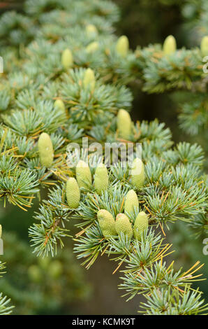 Cèdre du Liban (Cedrus libani subsp. Stenocoma) Banque D'Images