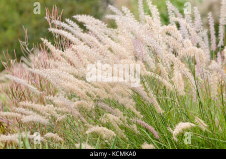 L'herbe fontaine (Pennisetum orientale) Banque D'Images