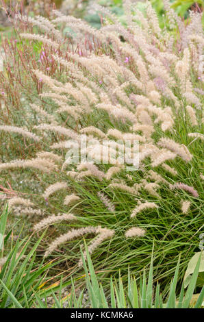 L'herbe fontaine (Pennisetum orientale) Banque D'Images