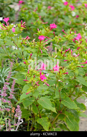 Merveille de Pérou (mirabilis jalapa) Banque D'Images