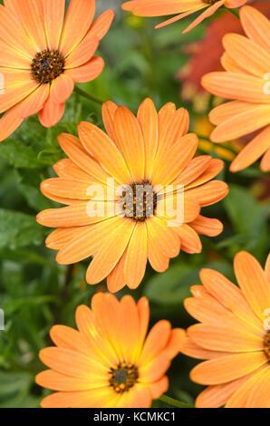Cape marguerite (Osteospermum ecklonis 'orange flame' syn. dimorphotheca ecklonis 'orange flame') Banque D'Images