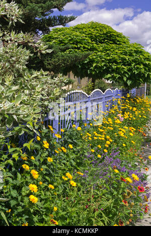 Heliopsis helianthoides false sunflower () et la lavande (lavandula angustifolia) à une clôture de jardin bleu Banque D'Images