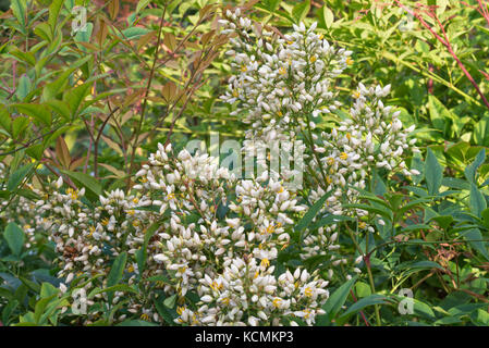 La Nandina domestica (bambou sacré) Banque D'Images