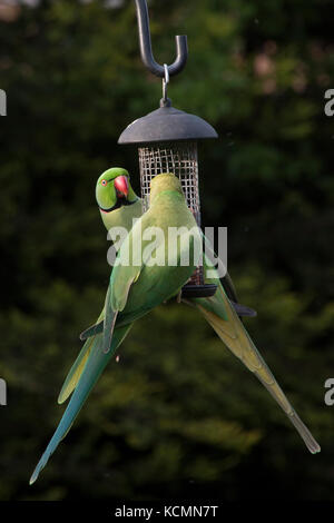 Le dîner pour deux. une paire de perruches d'un vert vif partage certaines des arachides à partir d'un jardin suspendu mangeoire. Leurs plumes pris dans la lumière du soleil Banque D'Images