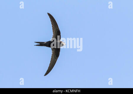 Apus apus common swift (adultes) voler dans le ciel bleu Banque D'Images