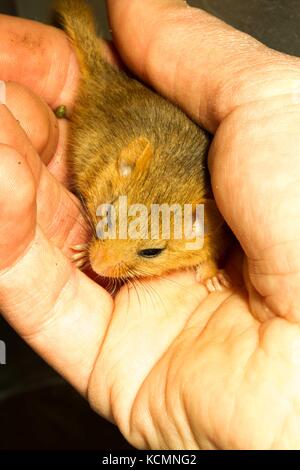 Loir commun (muscardinus avellanerius ) éveillé sur part de fiducie de la faune du nord du Pays de Galles, les travailleurs de la recherche part Banque D'Images