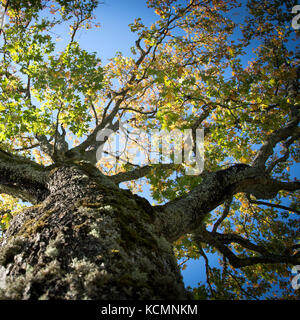 Feuillage d'automne en vert, jaune et rouge avec un gros plan d'un tronc d'arbre et l'écorce. Vue de dessous avec les branches et les feuilles des o Banque D'Images