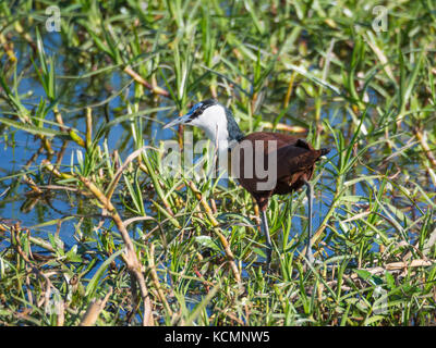 Actophilornis africanus jacana africain ou marcher dans l'herbe dans la zone marécageuse moremi national park, botswana, Africa Banque D'Images