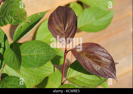 Vue détaillée de la sésie les feuilles des plantes au soleil. Banque D'Images