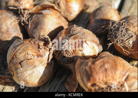 Bulbes de jonquilles ou de narcisses photographié sur une table d'extérieur en bois peint prêt à être planté à l'automne avant la floraison au printemps. Banque D'Images