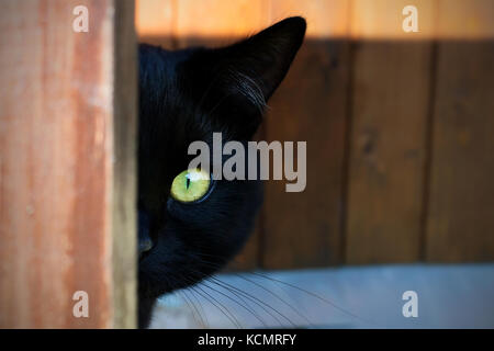 Chat noir avec des yeux jaunes sur véranda Banque D'Images