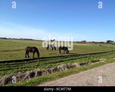 L'Allemagne, l'HIDDENSEE : chevaux noirs sur la plage de Hiddensee, une île magnifique sur la mer Baltique. Banque D'Images