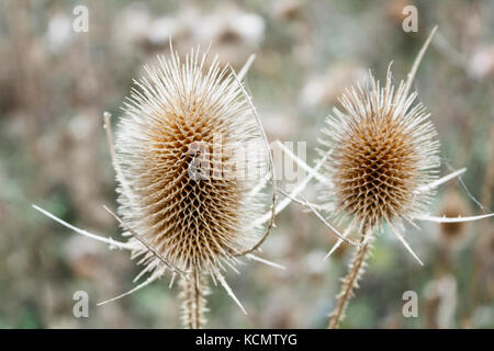 Dipsacus fullonum, têtes de graines séchées. Gros plan d'une cardère sauvage à l'automne, avec arrière-plan flou. Cher, France, Europe Banque D'Images