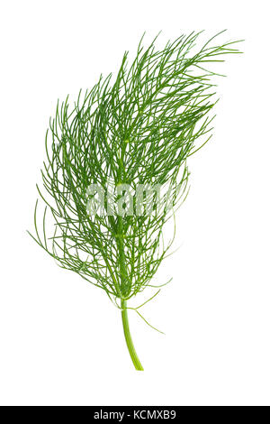 Aneth ou fenouil vert isolé sur fond blanc Banque D'Images