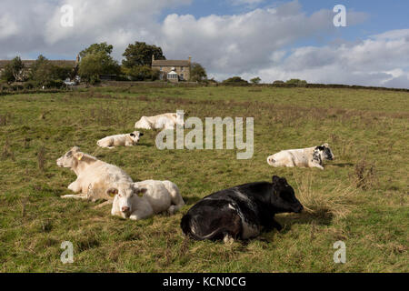 Les jeunes se trouvent dans des génisses de l'herbe sur une Northumbrian journée d'automne le 29 septembre 2017, dans la région de Blanchland, Northumberland, Angleterre. Banque D'Images