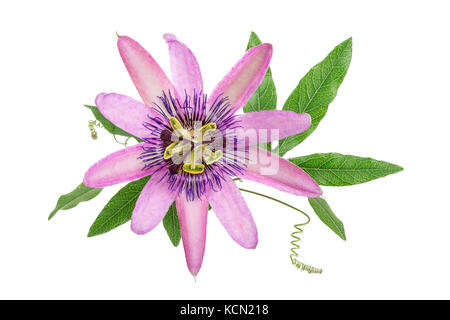 De couleur pourpre passion flower isolated on white Banque D'Images