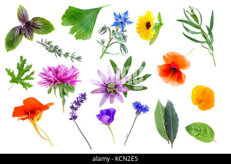 Collection de plantes médicinales et de fleurs fraîches isolées sur fond blanc Banque D'Images